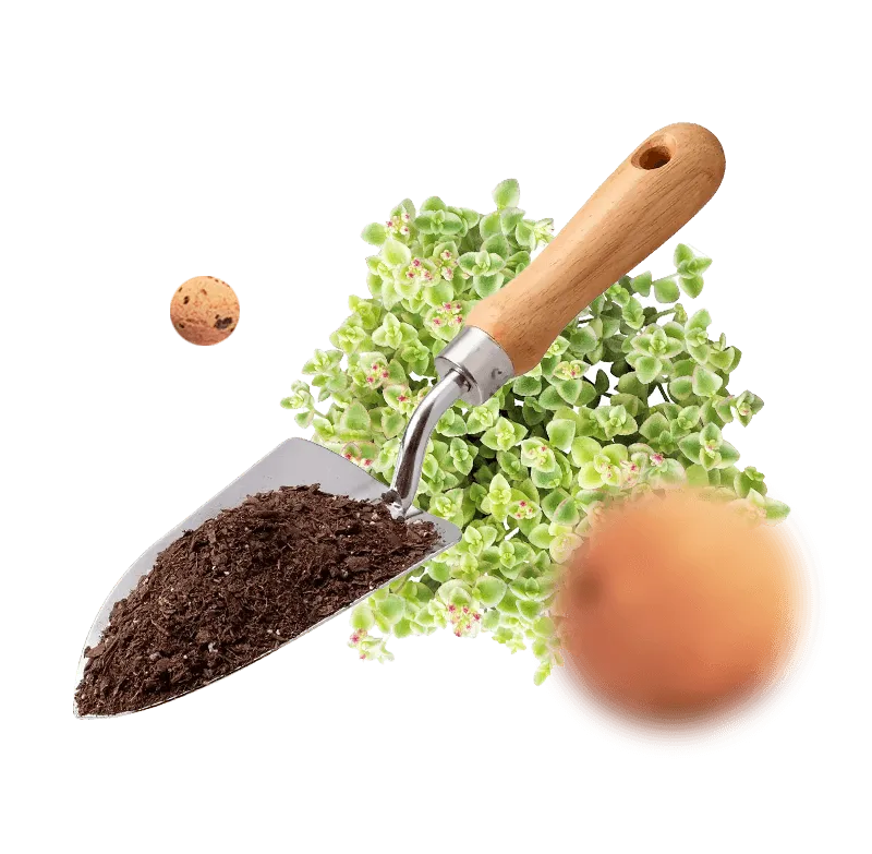 Новачки та початківці