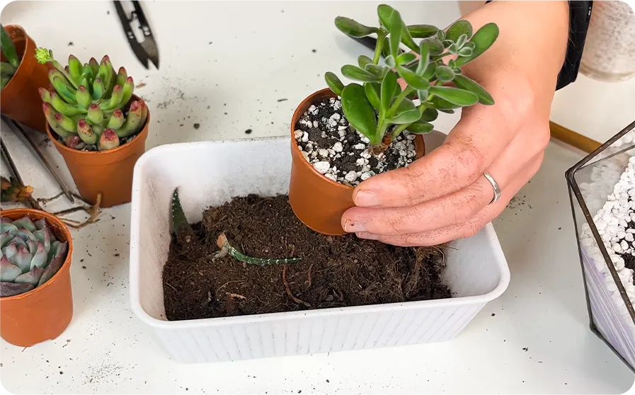 Флораріум — деталь